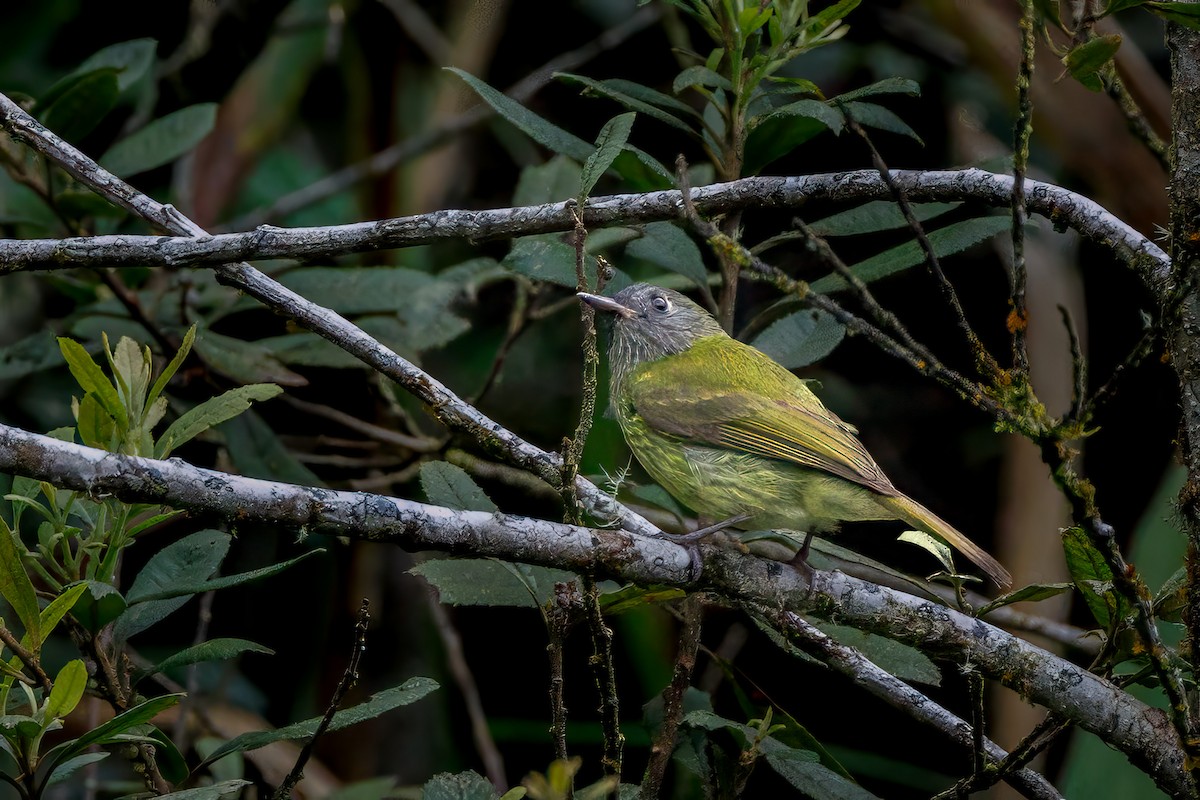 Streak-necked Flycatcher - ML636741449