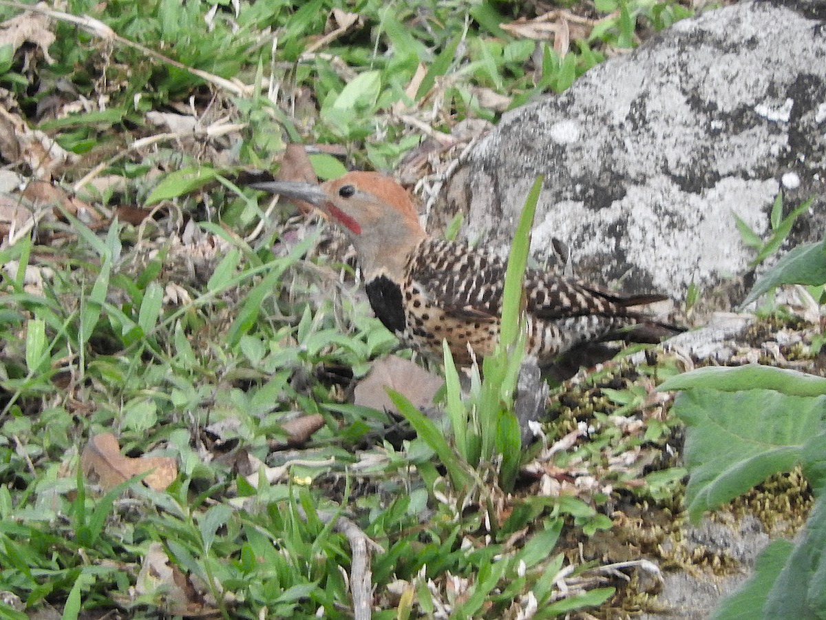Guatemalan Flicker - ML636741465