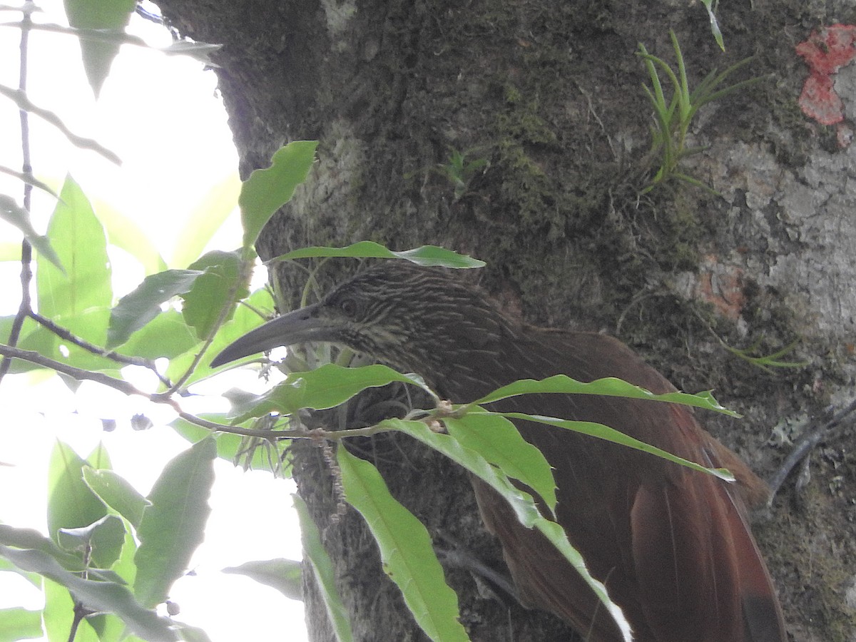Strong-billed Woodcreeper - ML636741470