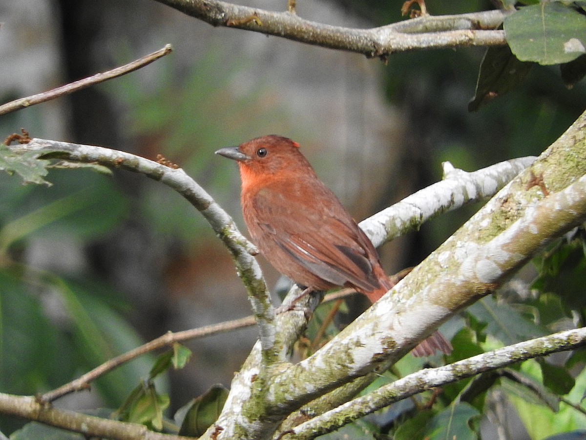 Red-crowned Ant-Tanager - ML636741491