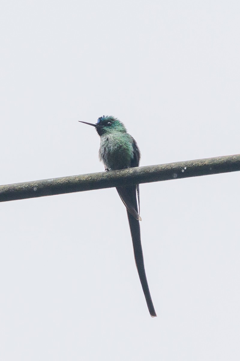Long-tailed Sylph - ML636741524