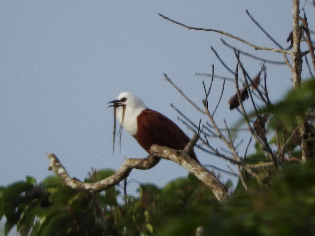 Three-wattled Bellbird - ML636741526