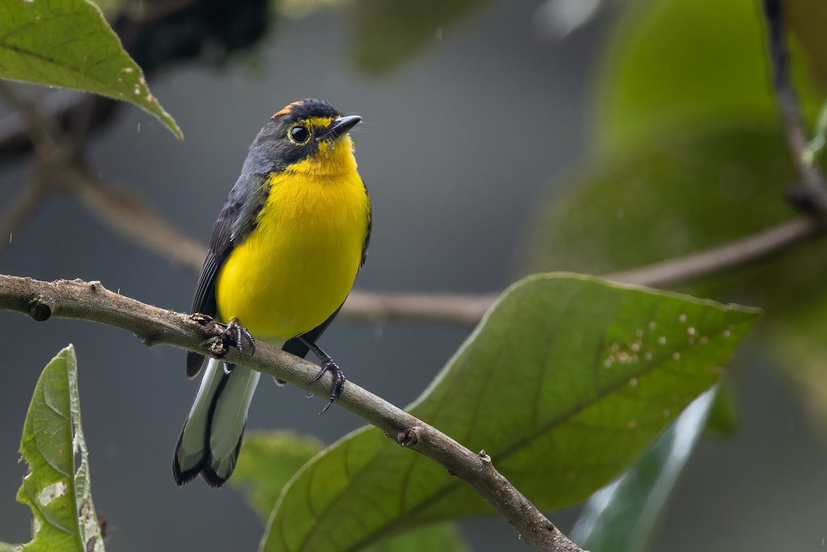 Spectacled Redstart - ML636741541