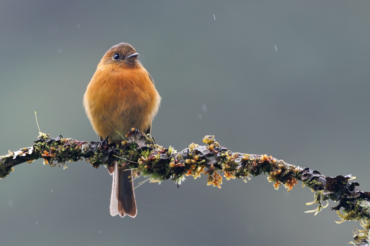 Cinnamon Flycatcher - ML636741575