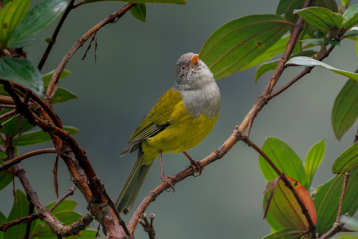 Gray-hooded Bush Tanager - ML636741623
