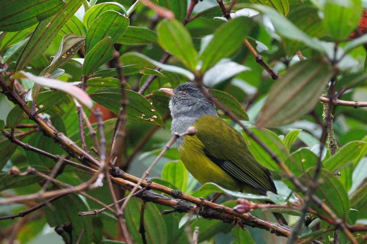 Gray-hooded Bush Tanager - ML636741624