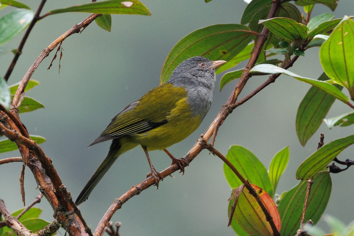 Gray-hooded Bush Tanager - ML636741649