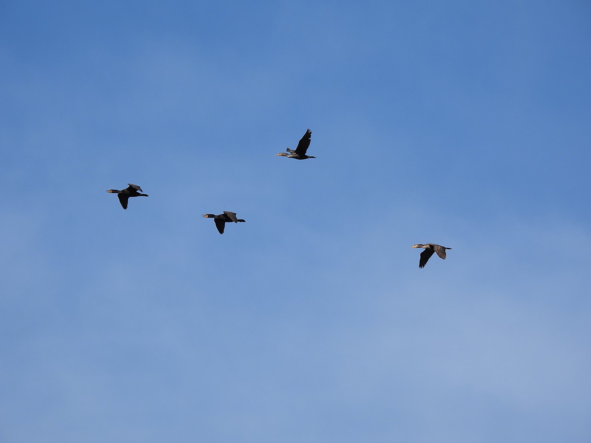 Double-crested Cormorant - ML636741770