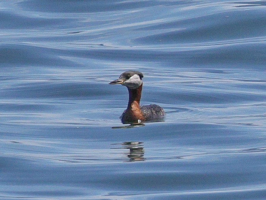 Red-necked Grebe - ML636741826