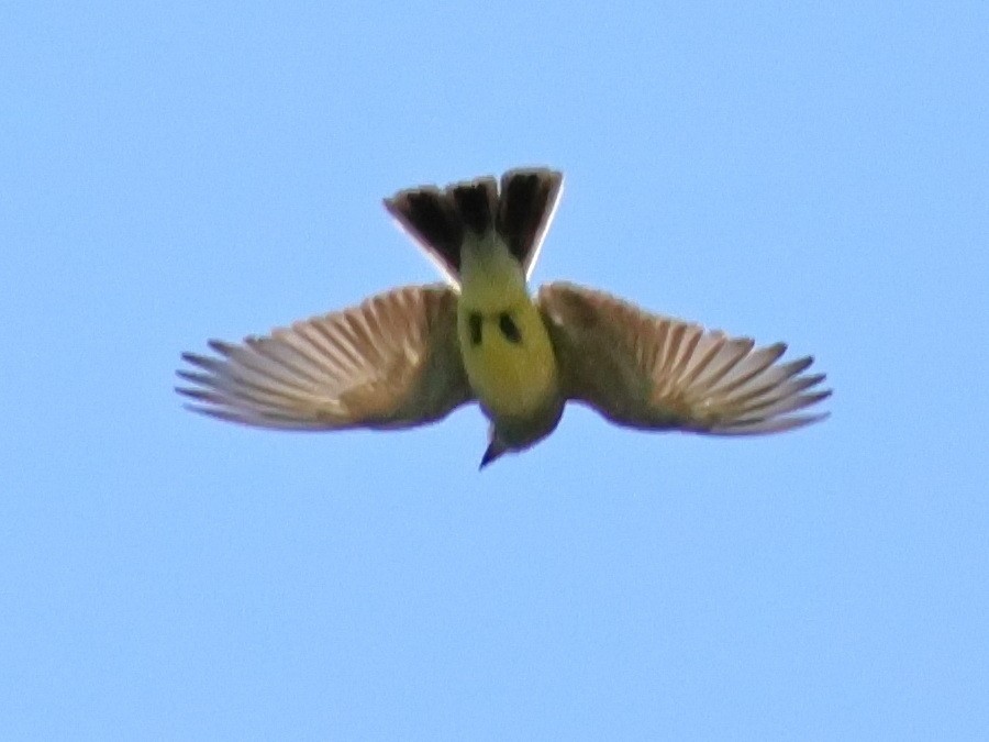 Western Kingbird - ML636741845