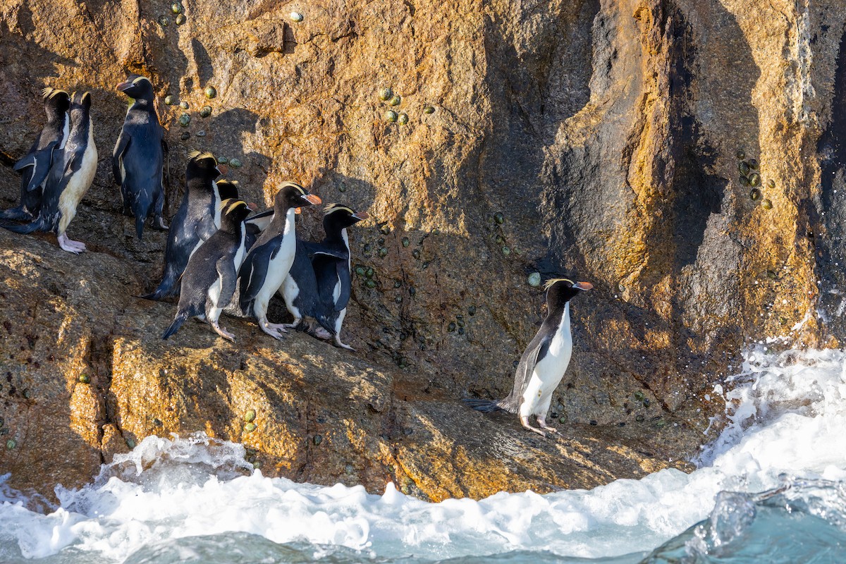 Erect-crested Penguin - ML636741860