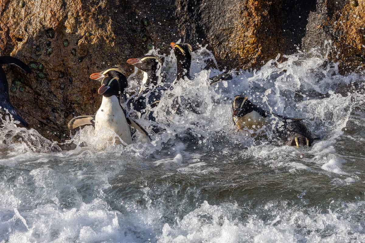 Erect-crested Penguin - ML636742035
