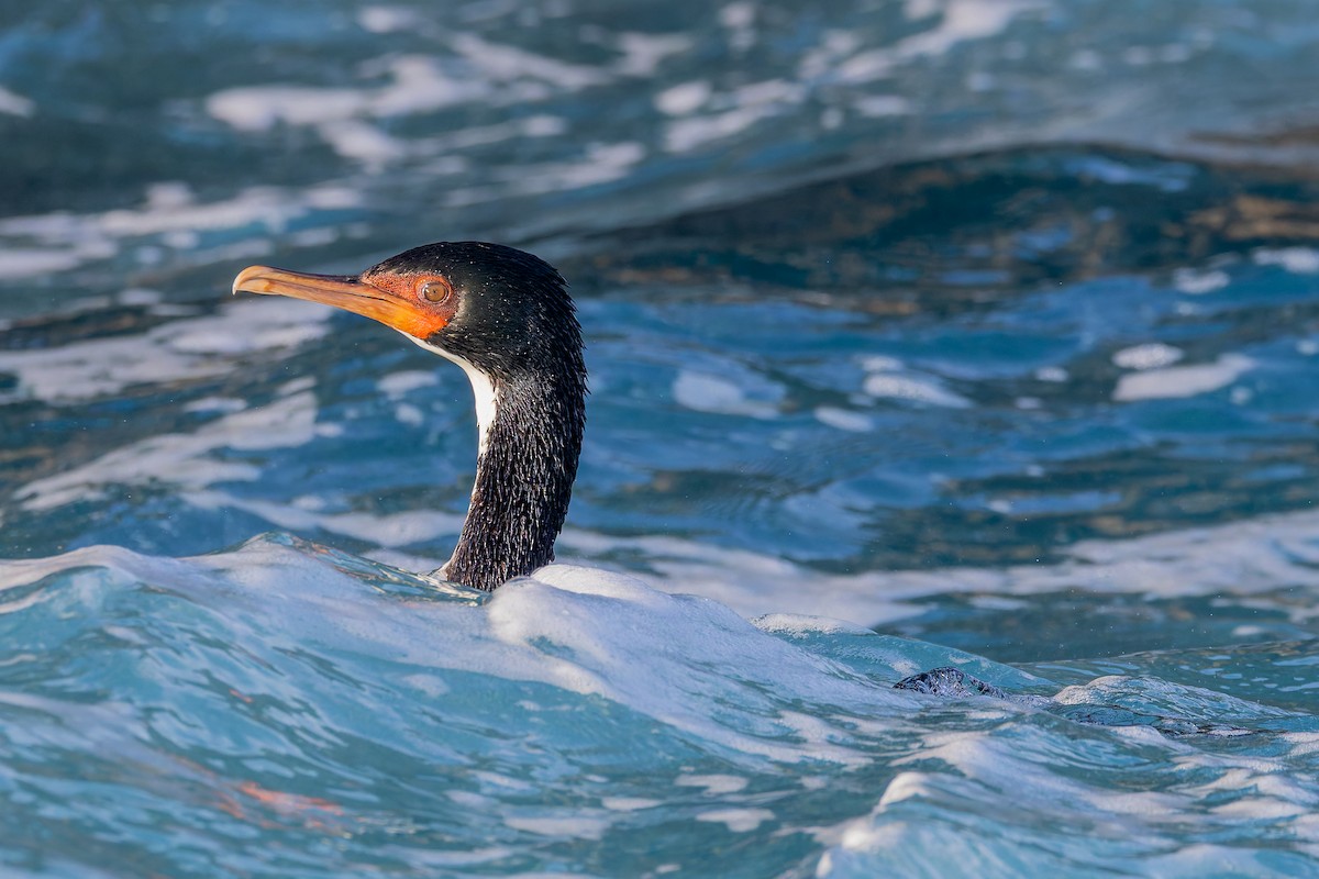 Bounty Islands Shag - ML636742045