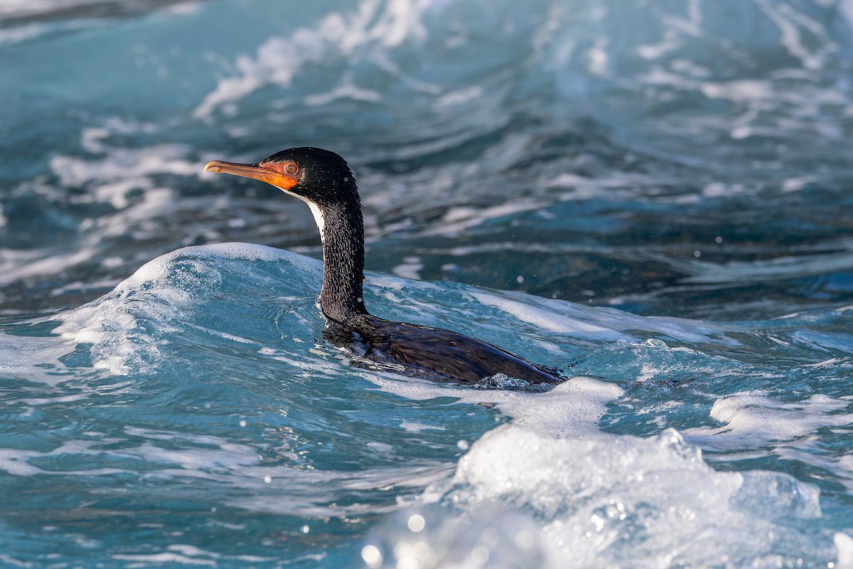 Bounty Islands Shag - ML636742055