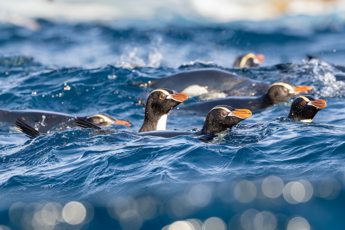 Erect-crested Penguin - ML636742062