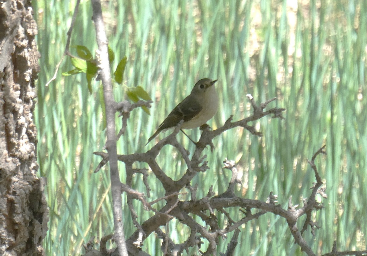 Ruby-crowned Kinglet - ML636742088