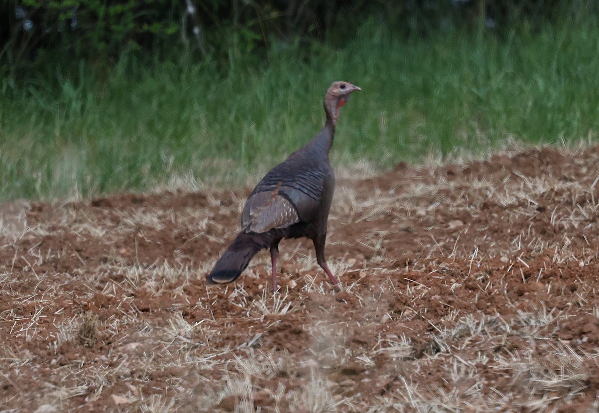 Wild Turkey - ML636742244