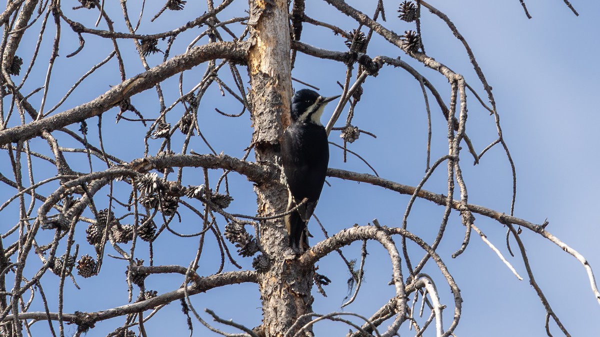 Black-backed Woodpecker - ML636742340