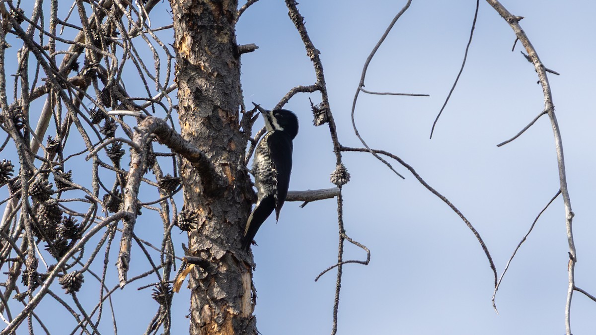 Black-backed Woodpecker - ML636742341