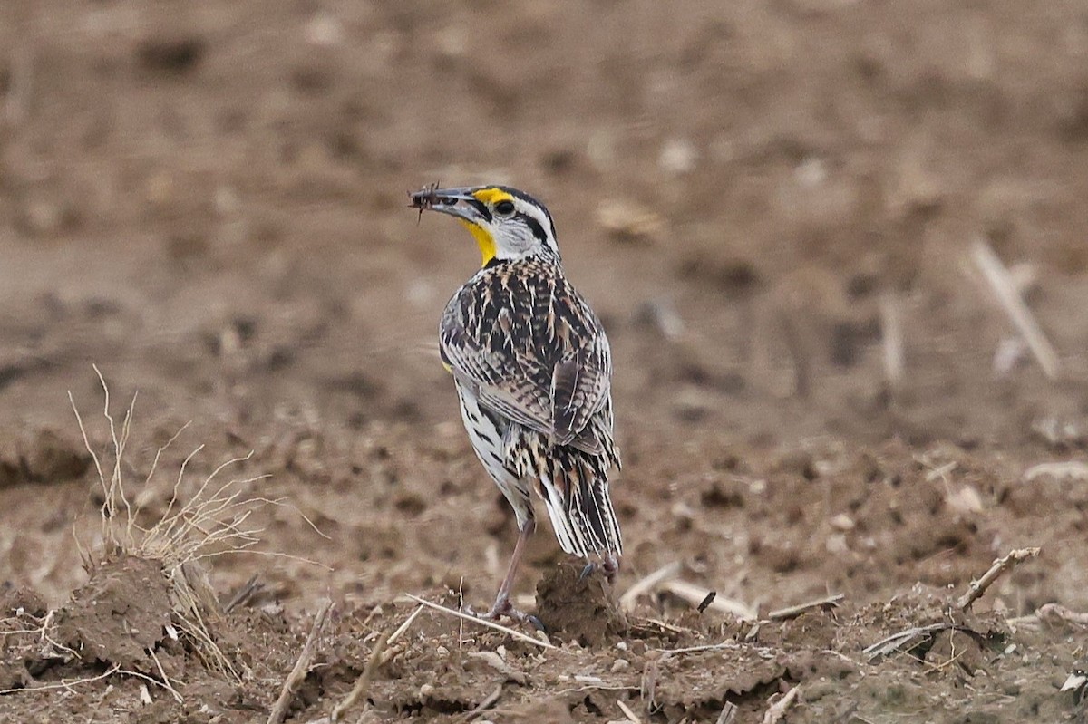Eastern Meadowlark - ML636742360
