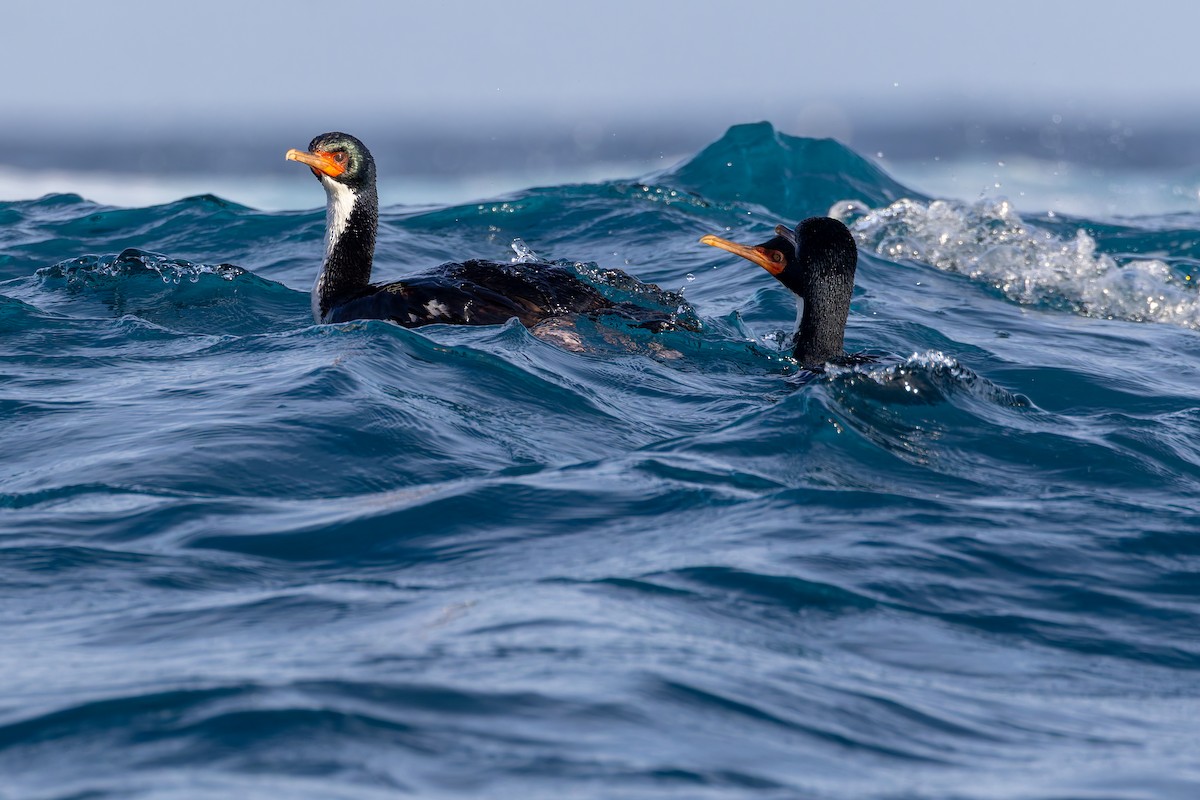 Bounty Islands Shag - ML636742415
