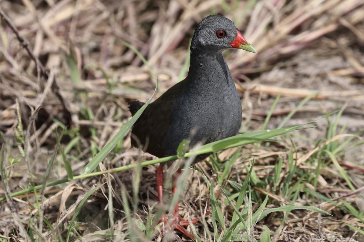 Paint-billed Crake - ML636742416