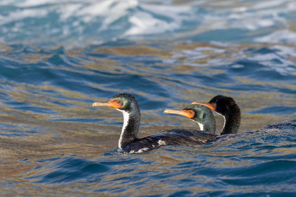 Bounty Islands Shag - ML636742423