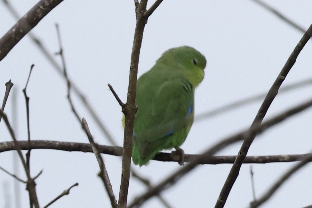 Riparian Parrotlet - ML636742429