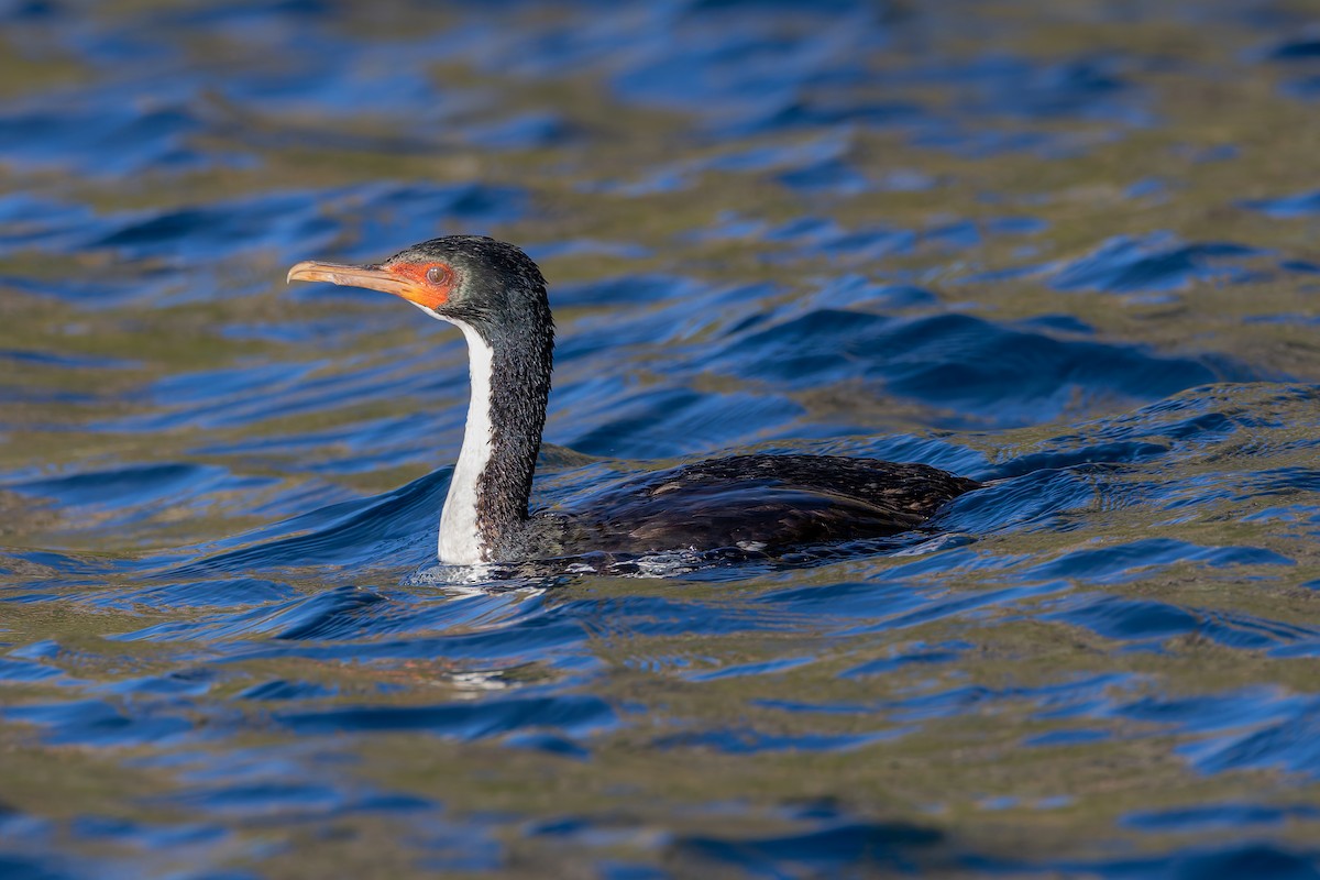 Bounty Islands Shag - ML636742431
