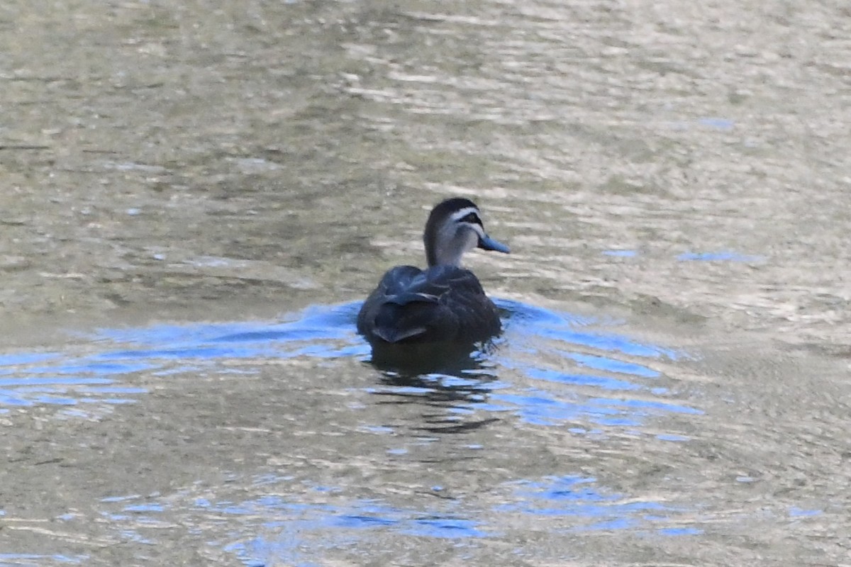 Pasifik Kara Ördeği - ML636742518