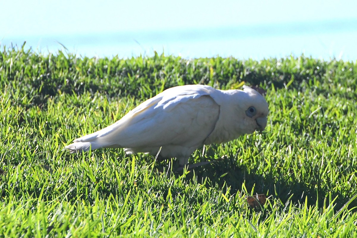 Küçük Korella Kakadusu - ML636742524