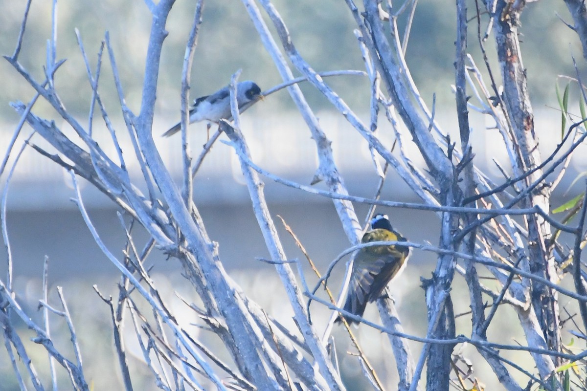 Geveze Balkuşu - ML636742548