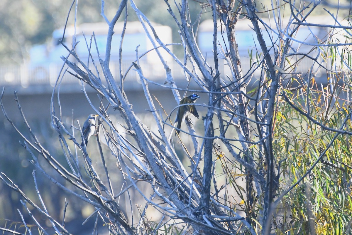 Mavi Yüzlü Balkuşu - ML636742558