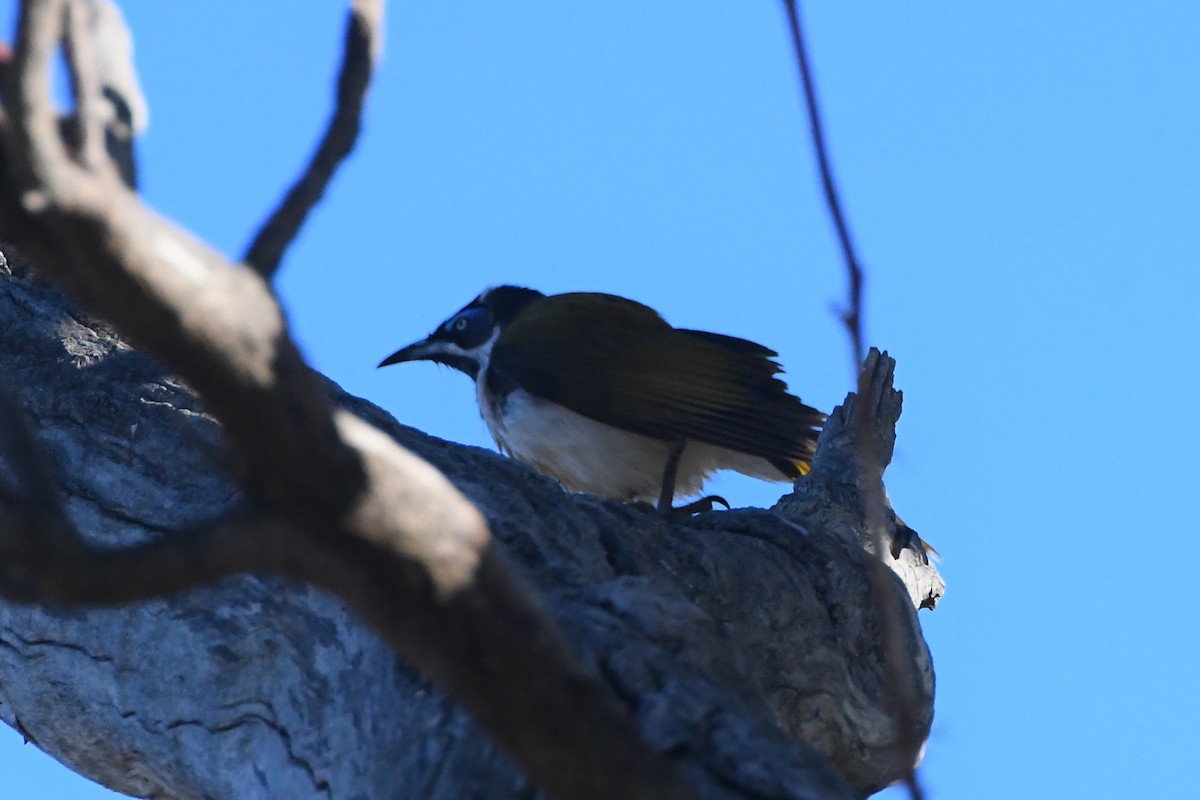 Mavi Yüzlü Balkuşu - ML636742565