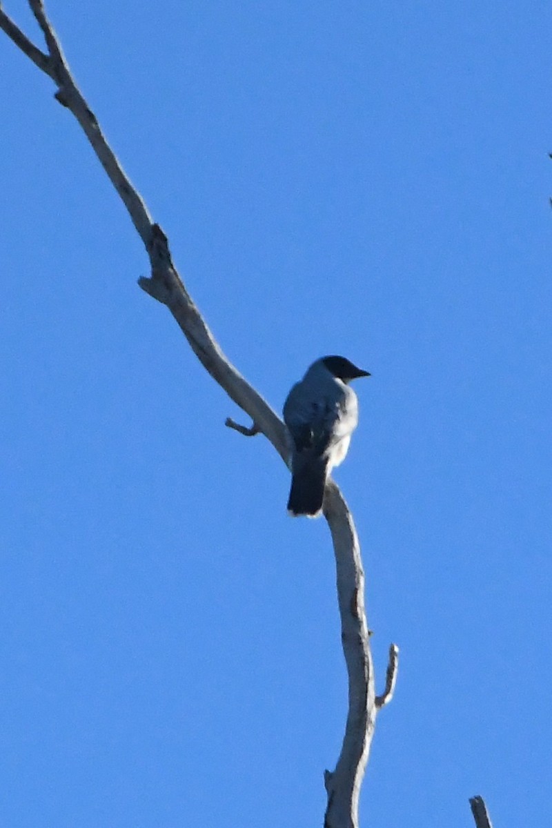 Kara Yüzlü Tırtılyiyen - ML636742571