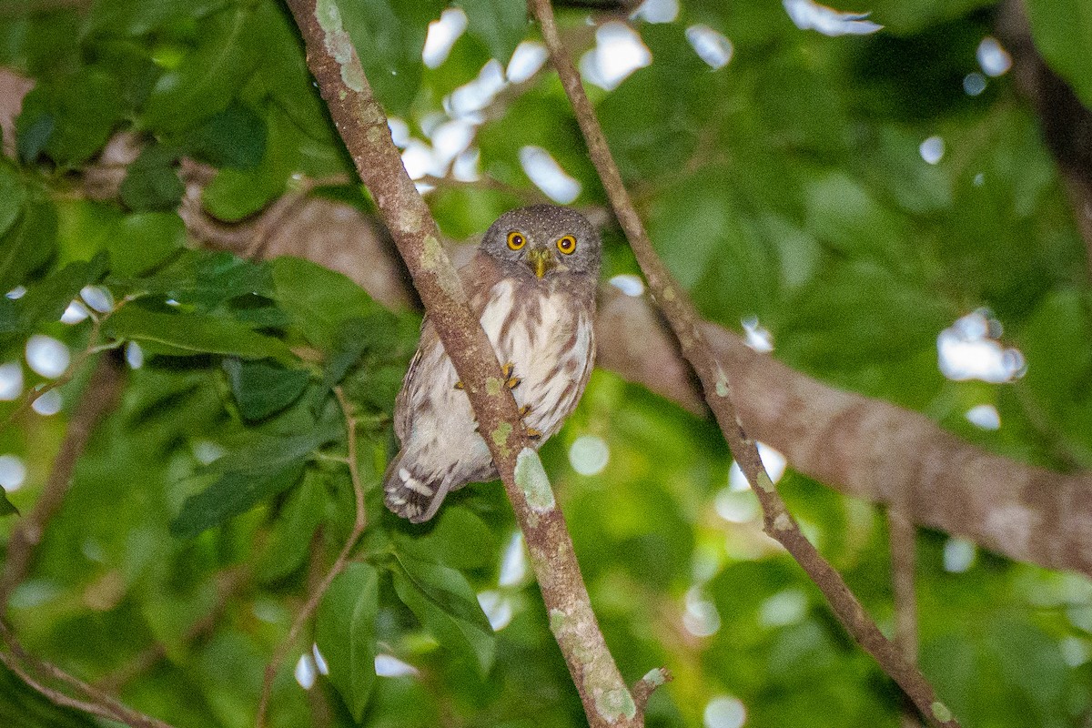 Amazonian Pygmy-Owl - ML636742575