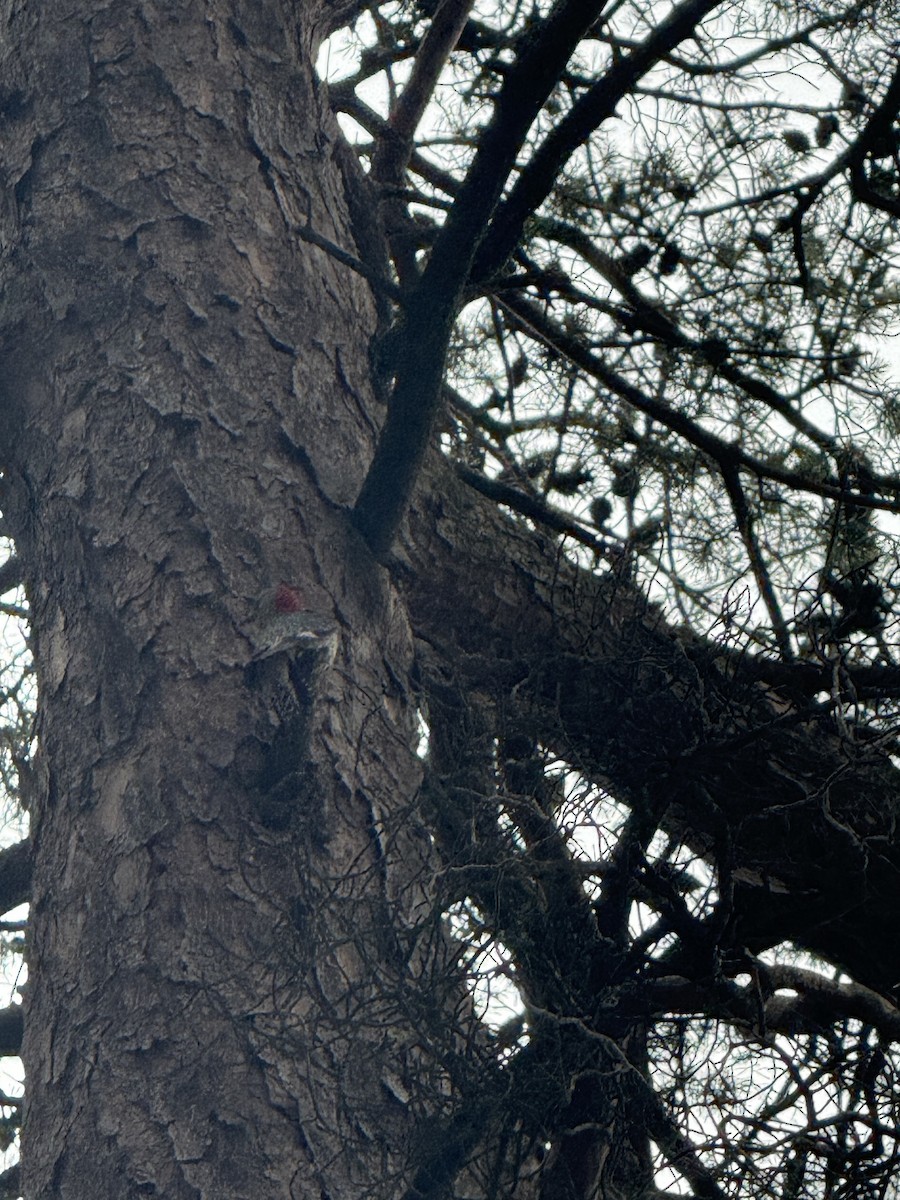 ub. spett (Picidae sp.) - ML636742577