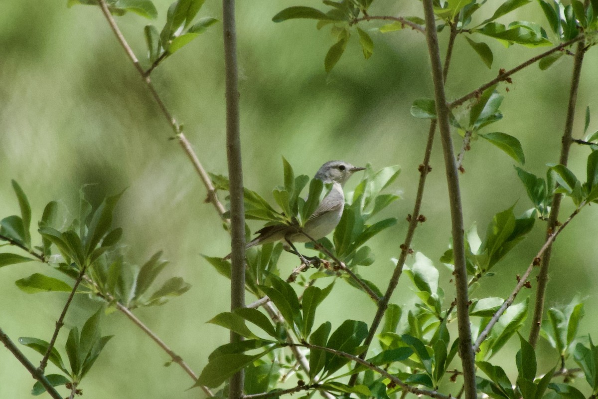 Lucy's Warbler - ML636742580