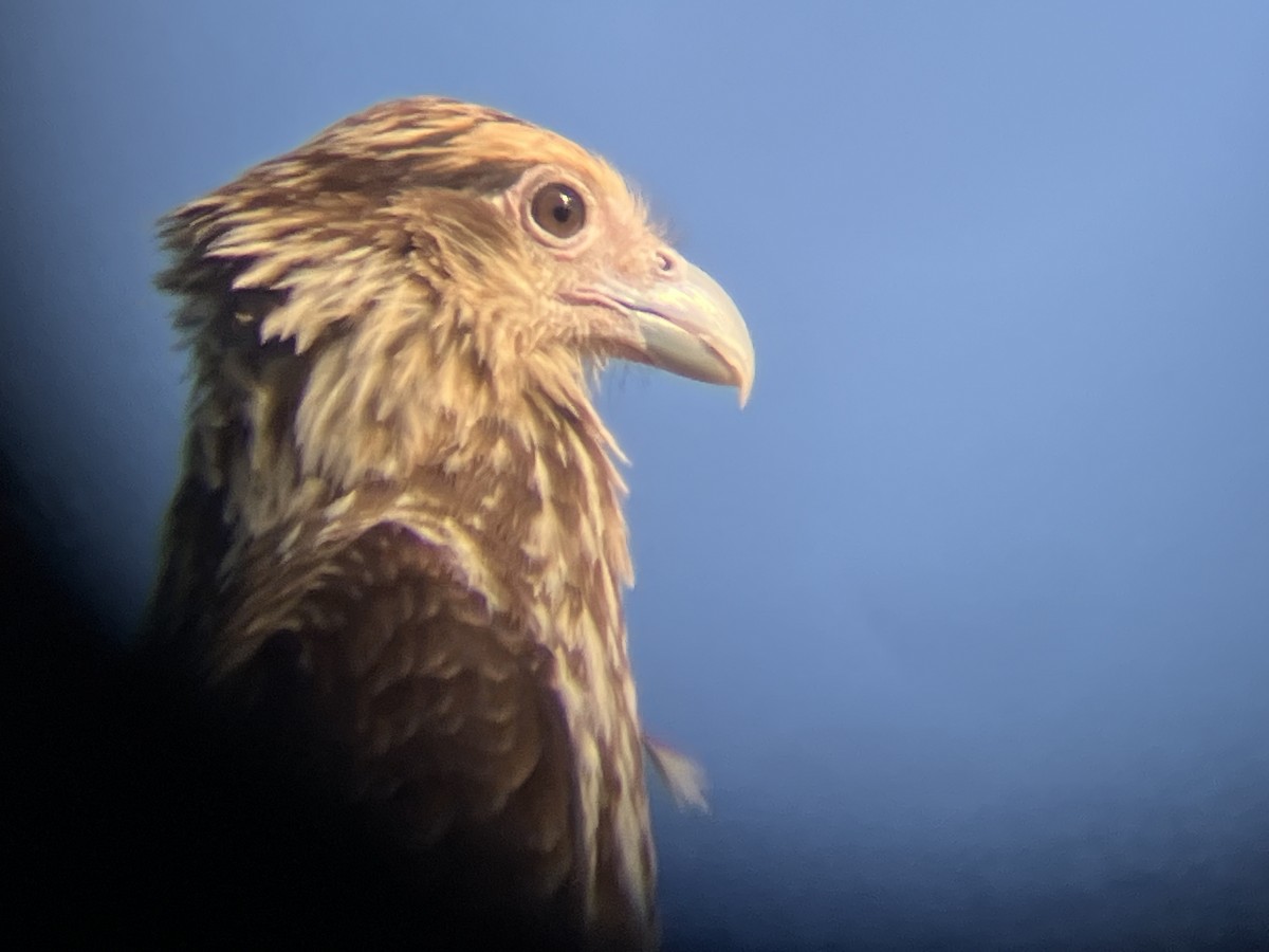 Yellow-headed Caracara - ML636742588