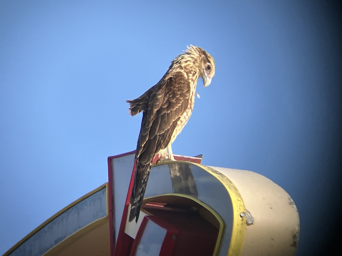 Yellow-headed Caracara - ML636742589