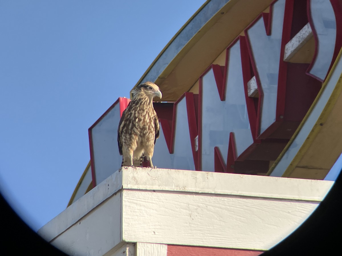 Yellow-headed Caracara - ML636742590