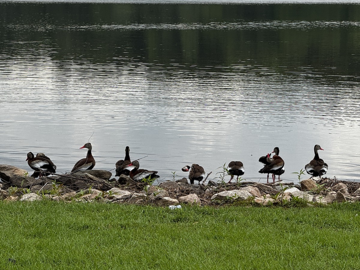 Dendrocigna beccorosso - ML636742612