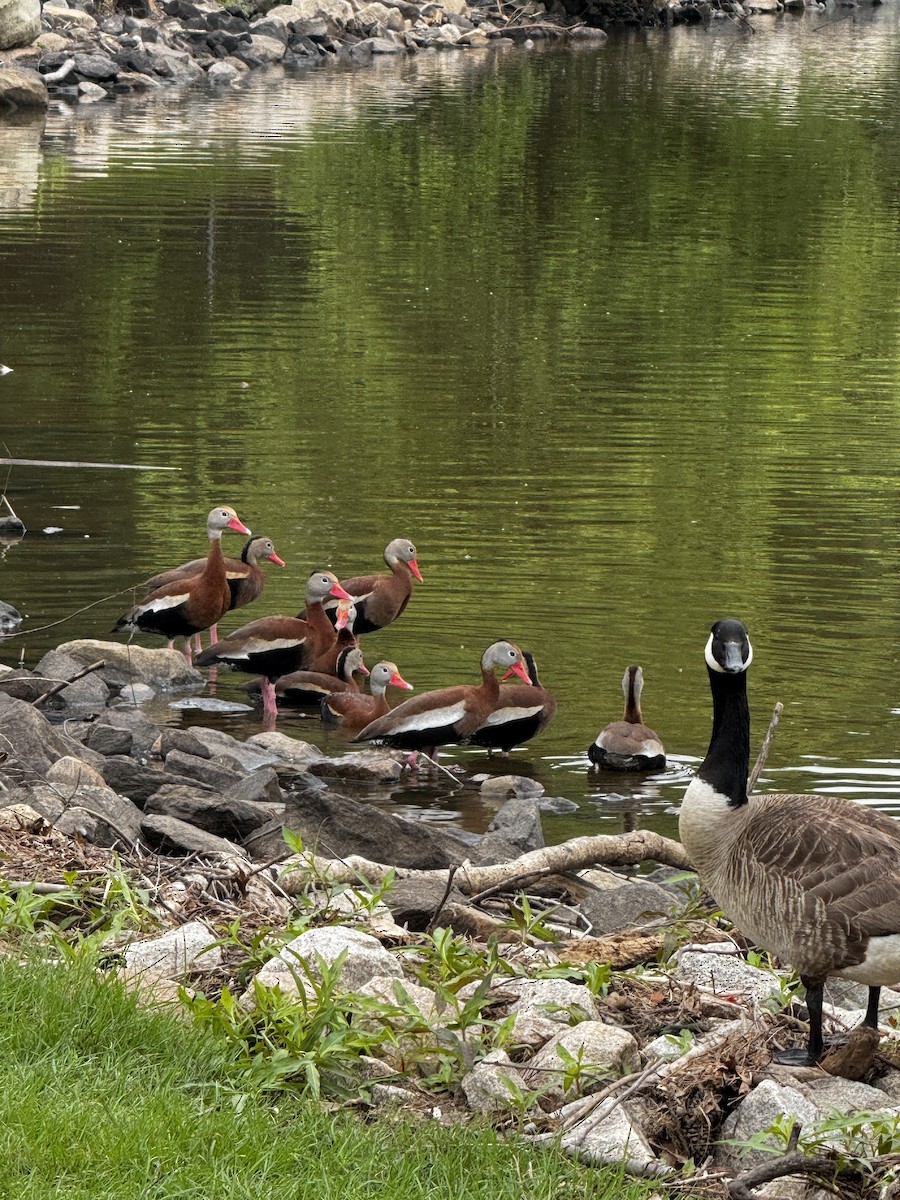 Dendrocigna beccorosso - ML636742613