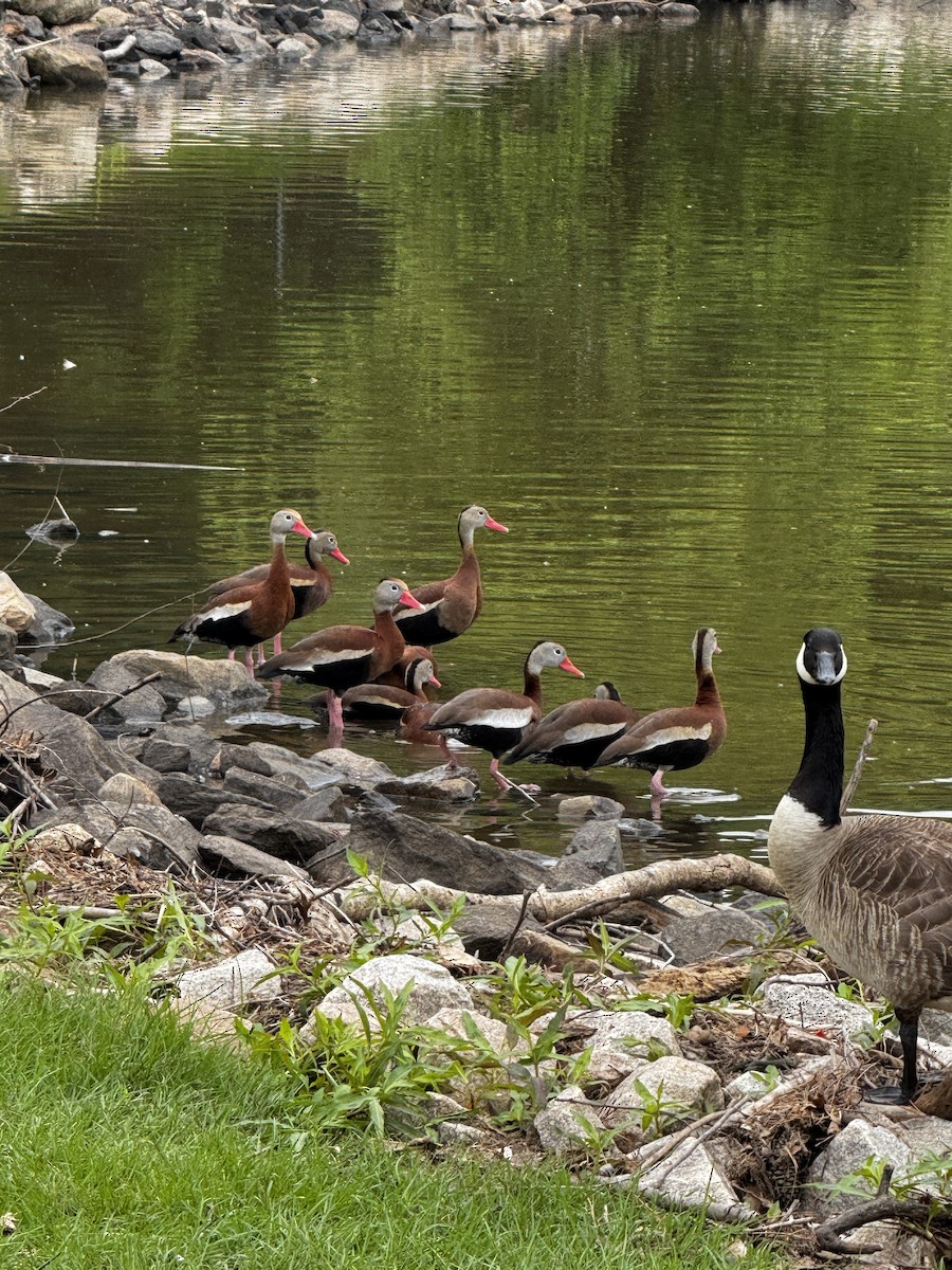 Dendrocigna beccorosso - ML636742614