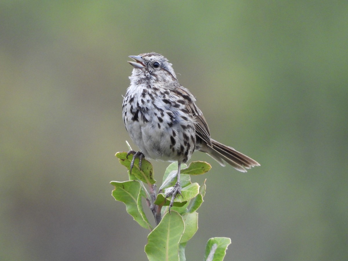 Song Sparrow - ML636742628