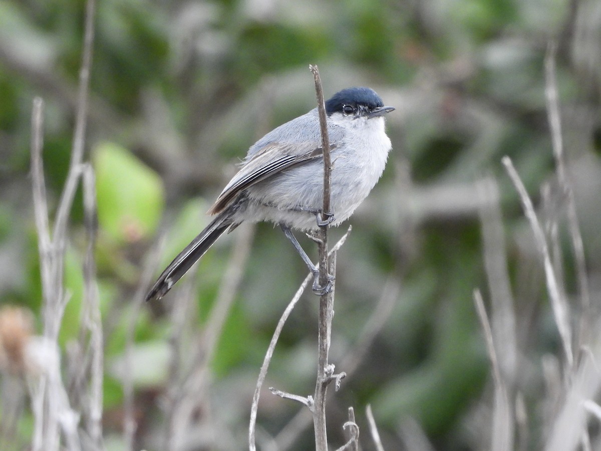 California Gnatcatcher - ML636742639