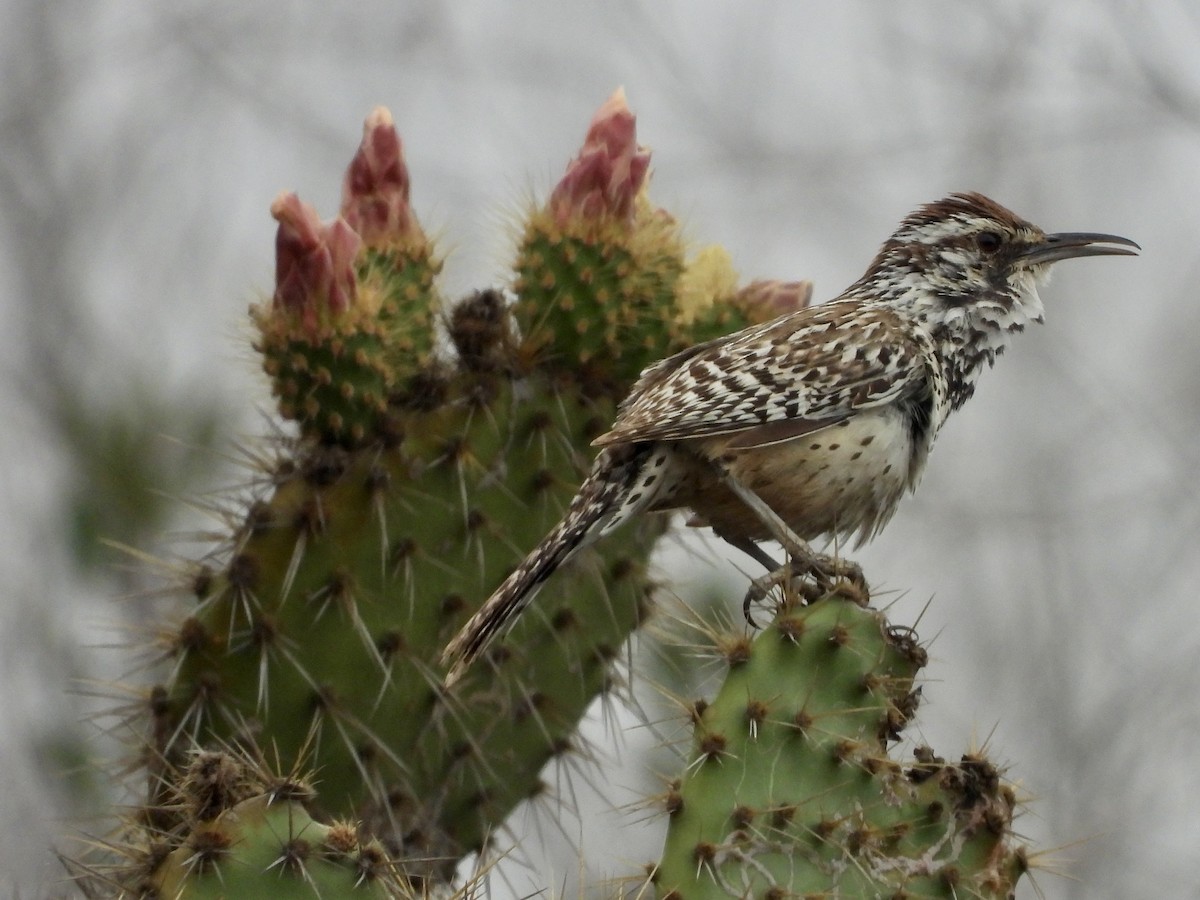 Cactus Wren - ML636742651