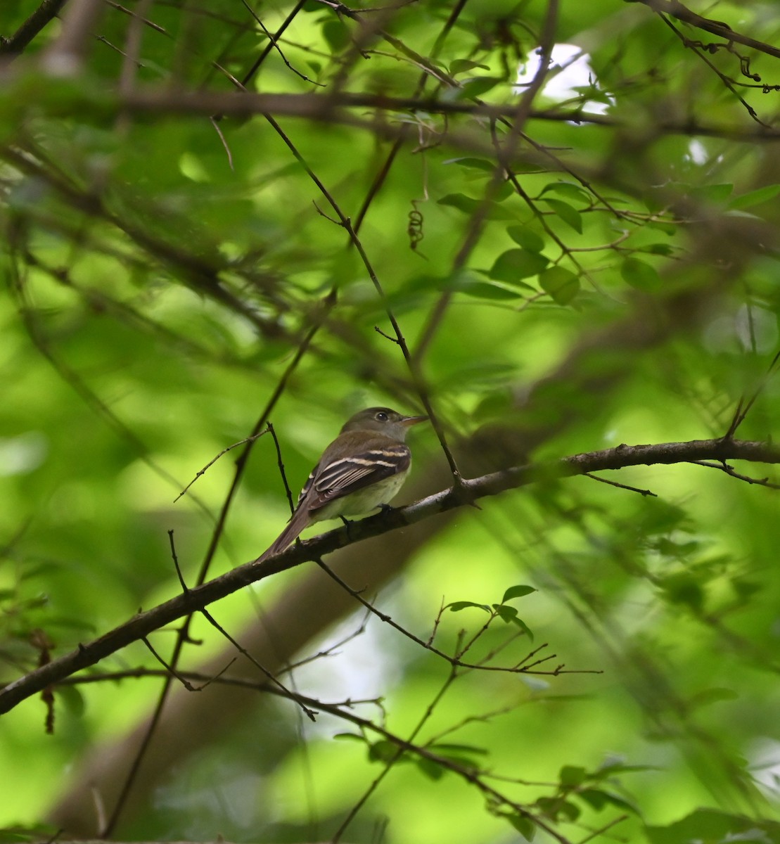 Acadian Flycatcher - ML636742655