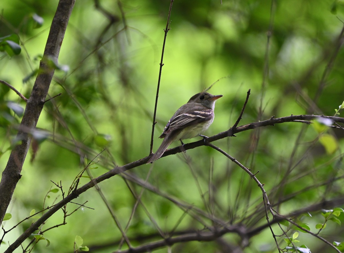 Acadian Flycatcher - ML636742656