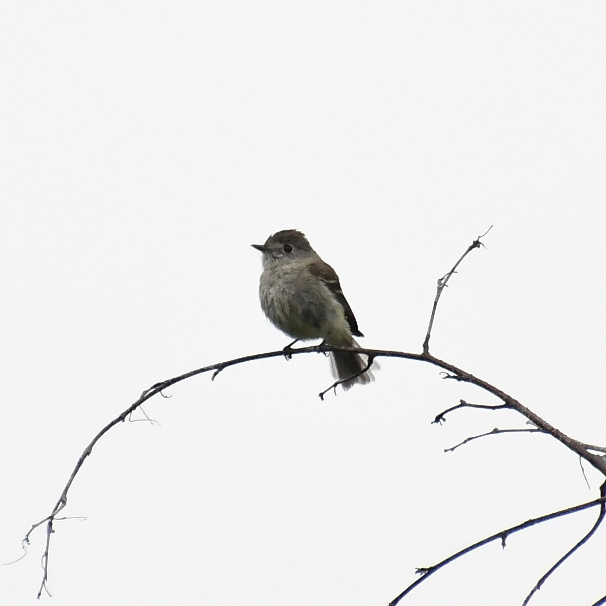 Dusky Flycatcher - ML636742694